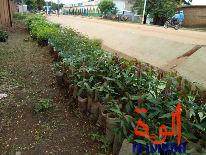 Tchad : fleuriste et mère, Denemadji Koulamadji prend en charge sa famille avec son métier. © Golmem Ali/Alwihda Info