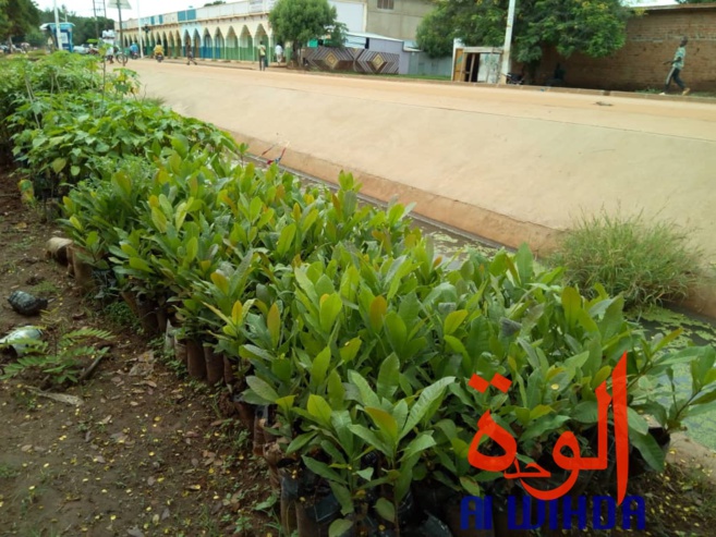 Tchad : fleuriste et mère, Denemadji Koulamadji prend en charge sa famille avec son métier. © Golmem Ali/Alwihda Info Tchad : fleuriste et mère, Denemadji Koulamadji prend en charge sa famille avec son métier. © Golmem Ali/Alwihda Info