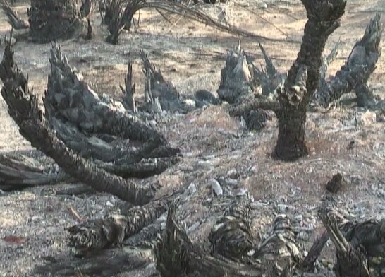 Tchad : des palmiers dattiers ravagés dans un incendie à Faya Tchad : des palmiers dattiers ravagés dans un incendie à Faya
