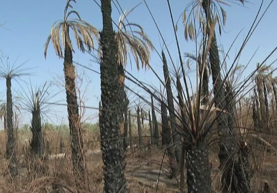 Tchad : des palmiers dattiers ravagés dans un incendie à Faya Tchad : des palmiers dattiers ravagés dans un incendie à Faya