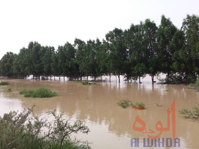 Tchad : des sinistrés et des maisons englouties à Ati suite à la crue du fleuve Batha. © Hassan Djidda Hassan/Alwihda Info Tchad : des sinistrés et des maisons englouties à Ati suite à la crue du fleuve Batha. © Hassan Djidda Hassan/Alwihda Info