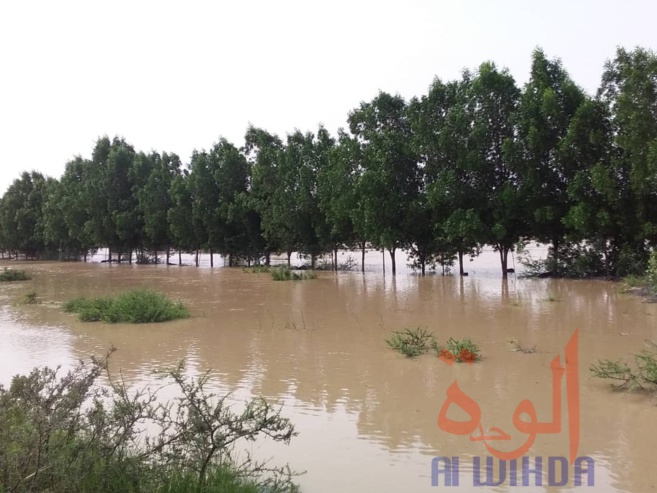 Tchad : des sinistrés et des maisons englouties à Ati suite à la crue du fleuve Batha. © Hassan Djidda Hassan/Alwihda Info