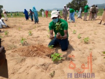 Tchad : au Sila, Concern Worldwide plante un millier d'arbres pour freiner la désertification. © Mahamat Issa Gadaya/Alwihda Info