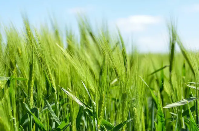 Un champ de céréales. Illustration © Free-Photos/Pixabay