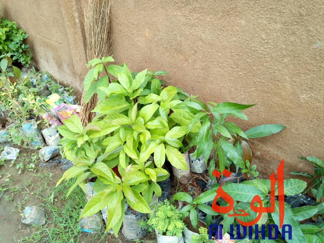 Tchad : fleuriste et mère, Denemadji Koulamadji prend en charge sa famille avec son métier. © Golmem Ali/Alwihda Info Tchad : fleuriste et mère, Denemadji Koulamadji prend en charge sa famille avec son métier. © Golmem Ali/Alwihda Info