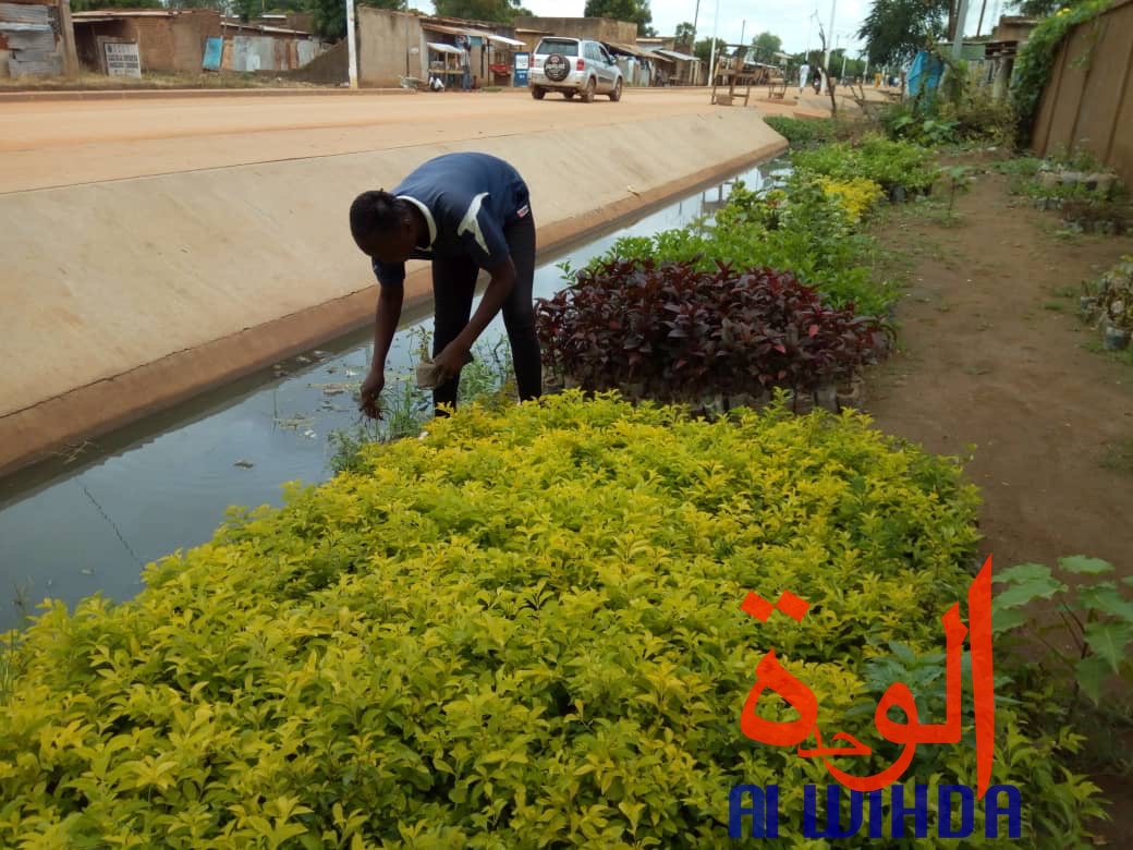 Tchad : fleuriste et mère, Denemadji Koulamadji prend en charge sa famille avec son métier. © Golmem Ali/Alwihda Info Tchad : fleuriste et mère, Denemadji Koulamadji prend en charge sa famille avec son métier. © Golmem Ali/Alwihda Info