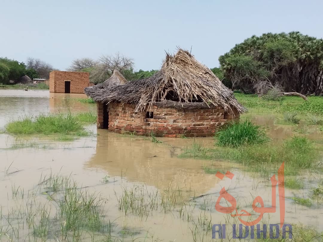 Tchad : des sinistrés et des maisons englouties à Ati suite à la crue du fleuve Batha. © Hassan Djidda Hassan/Alwihda Info