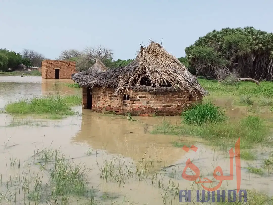 Tchad : des sinistrés et des maisons englouties à Ati suite à la crue du fleuve Batha. © Hassan Djidda Hassan/Alwihda Info