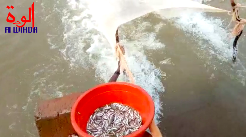 Tchad : à Sagoyen, au Logone Occidental, la population utilise des moustiquaires pour la pêche. © Golmem Ali/Alwihda Info Tchad : à Sagoyen, au Logone Occidental, la population utilise des moustiquaires pour la pêche. © Golmem Ali/Alwihda Info