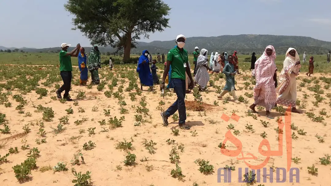 Tchad : au Sila, Concern Worldwide plante un millier d'arbres pour freiner la désertification. © Mahamat Issa Gadaya/Alwihda Info