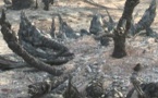 Tchad : des palmiers dattiers ravagés dans un incendie à Faya