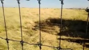 Tchad : 15 addax relâchés dans leur enclos à Wadi Rimé.