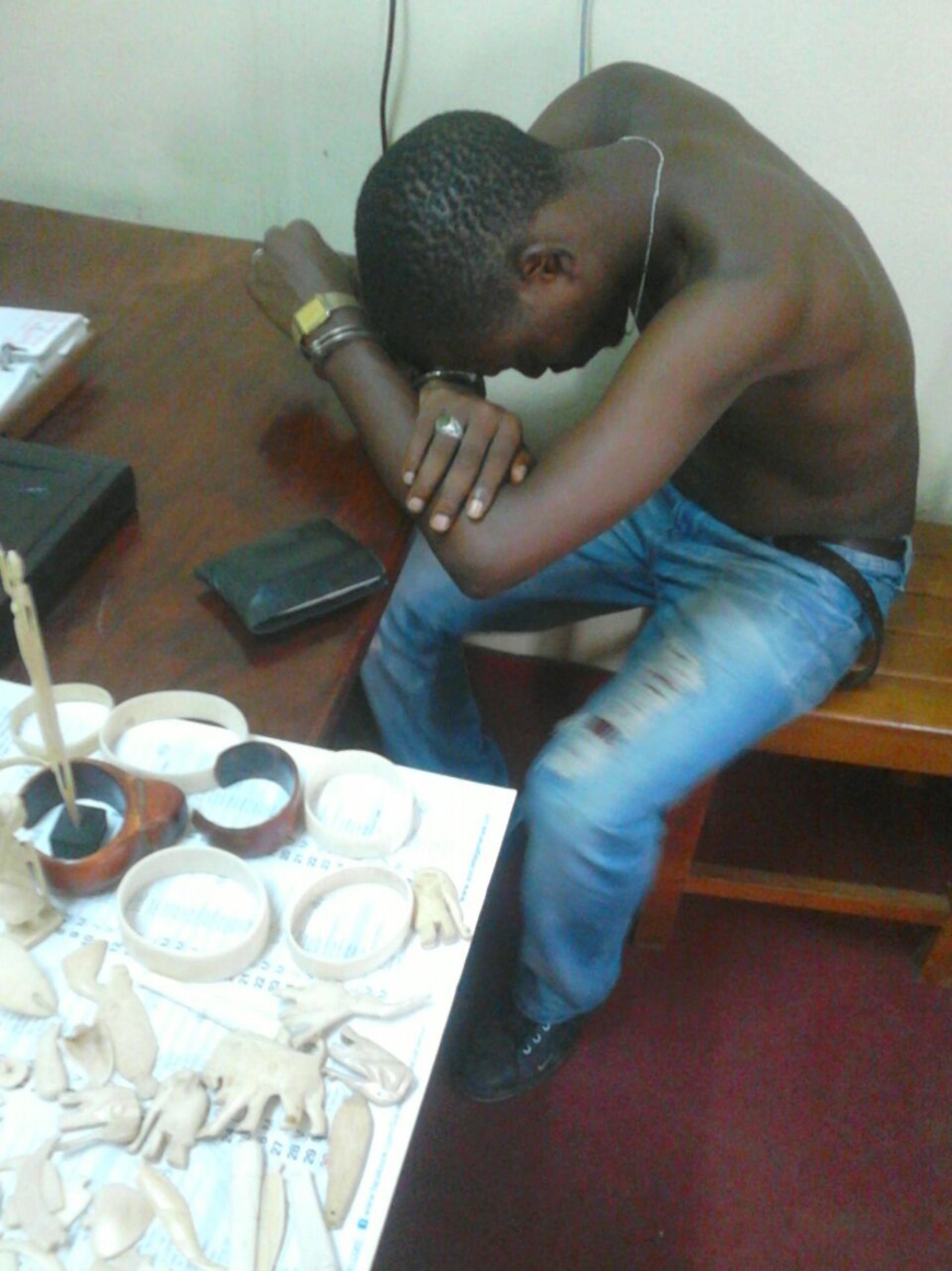 Douala: Un trafiquant d'ivoire arrêté Douala: Un trafiquant d'ivoire arrêté