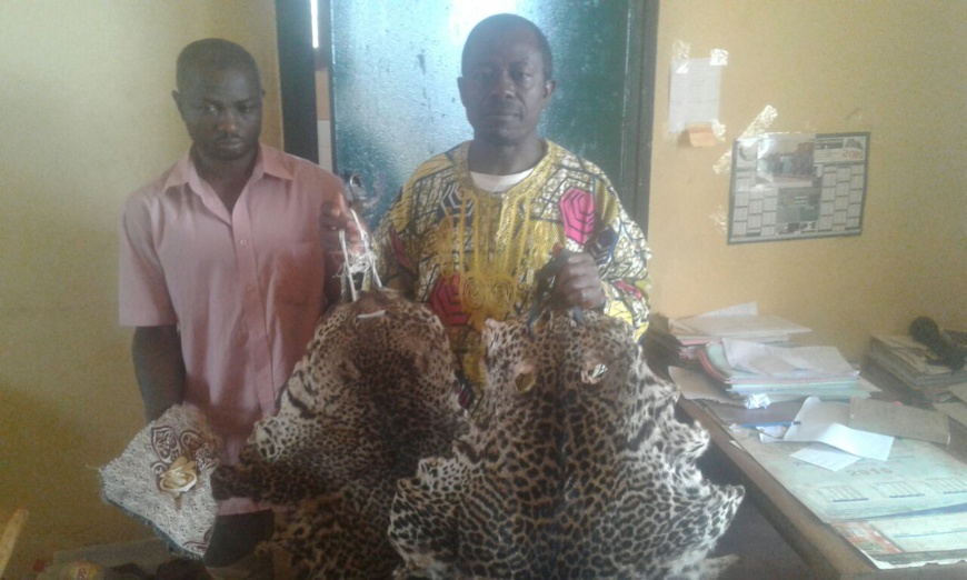 Cameroun/Dschang : deux trafiquants fauniques aux arrêts Cameroun/Dschang : deux trafiquants fauniques aux arrêts