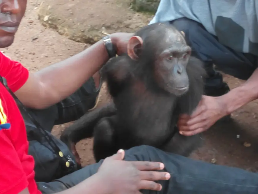 Ce chimpanzé est un orphelin qui s'est retrouvé entre les mains du suspect après la mort de sa mère.