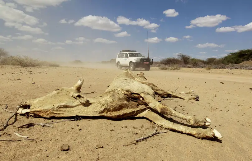 La voiture d'une organisation humanitaire passe devant la carcasse d'une vache morte pour rejoindre Liboi, une ville frontalière entre la Somalie et la Kenya. Avec la sécheresse, la Somalie - et plus généralement la Corne de l'Afrique- est touchée par une famine extrêmement grave. Reuters