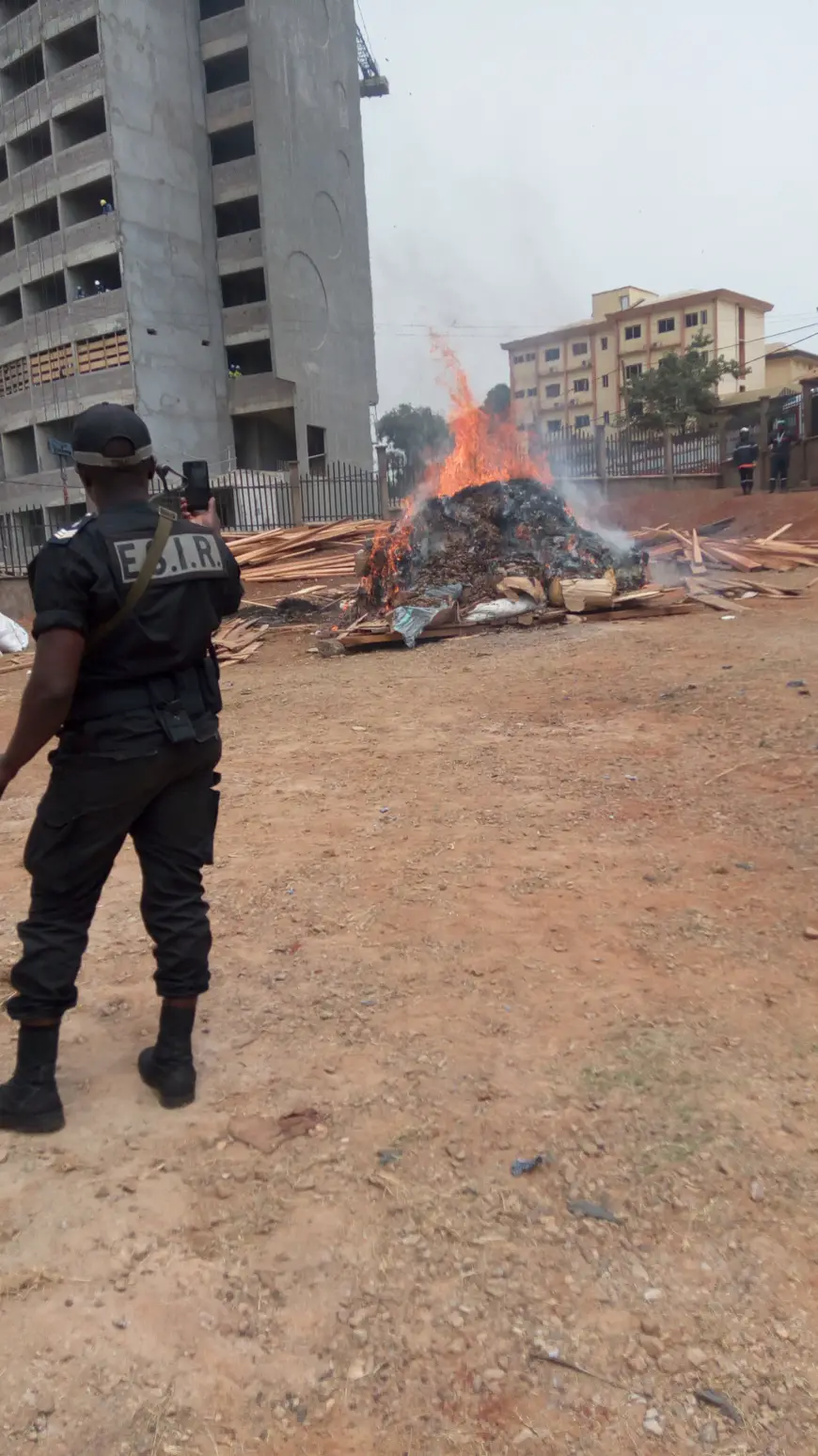 Cameroun : trois tonnes d'écailles de pangolins brûlées