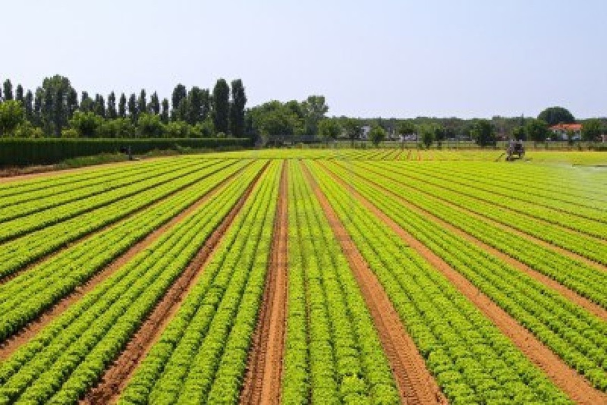 L'Agriculture Au Senegal. Crédits : Sources