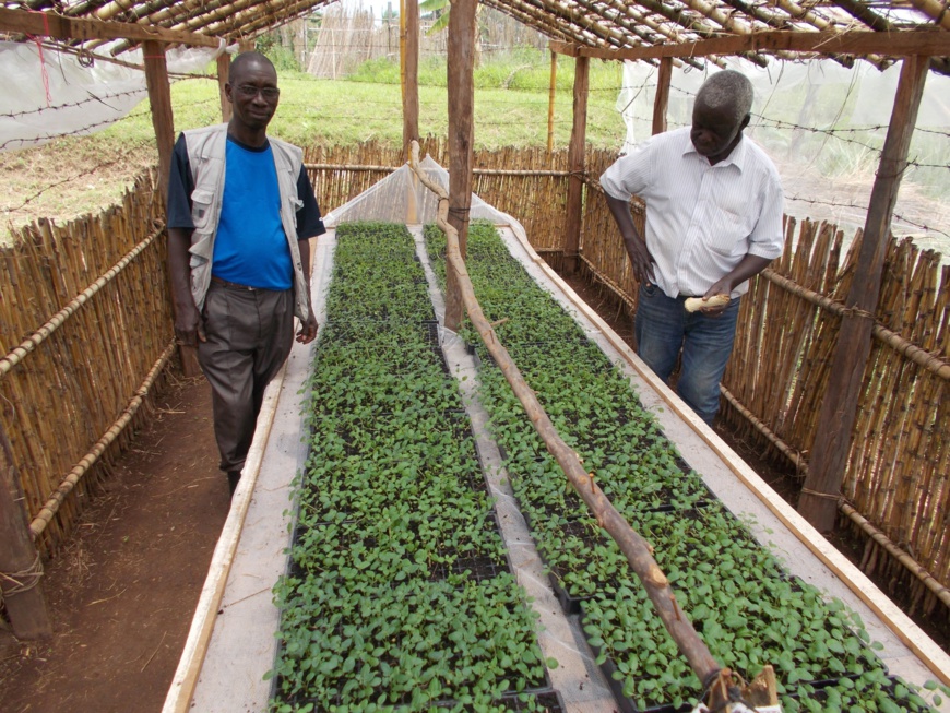 Potatoes grown from seeds may solve hunger in Africa