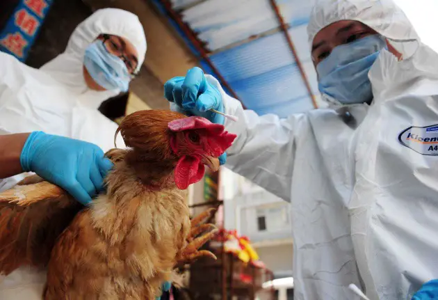 H7N9 epidemic is in decline: health authority