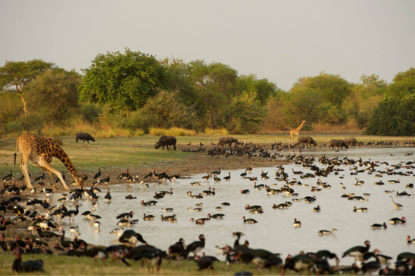 Le parc National de Zakouma. crédits : Sources Le parc National de Zakouma. crédits : Sources
