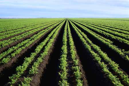 Agriculture en Afrique. Crédits : Sources