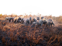 Tchad : Un troupeau d'une centaines d'éléphants ont détruits des dizaines d'hectares
