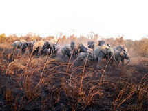 Tchad : Un troupeau d'une centaines d'éléphants ont détruits des dizaines d'hectares Tchad : Un troupeau d'une centaines d'éléphants ont détruits des dizaines d'hectares