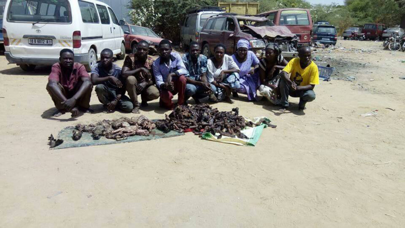 Tchad : démantèlement d'un réseau clandestin de trafic de viande de chien Tchad : démantèlement d'un réseau clandestin de trafic de viande de chien