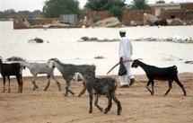 Un berger soudanais avec son troupeau de chèvres au sud de Khartoum, le 25 août 2006