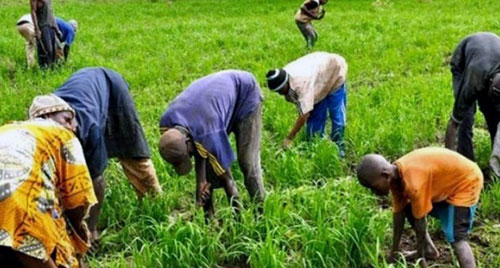 L'agriculture en Afrique. Crédits : Sources