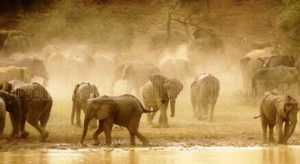 Eléphants dans le parc national de Zakouma. Alwihda Info/M.A. Eléphants dans le parc national de Zakouma. Alwihda Info/M.A.