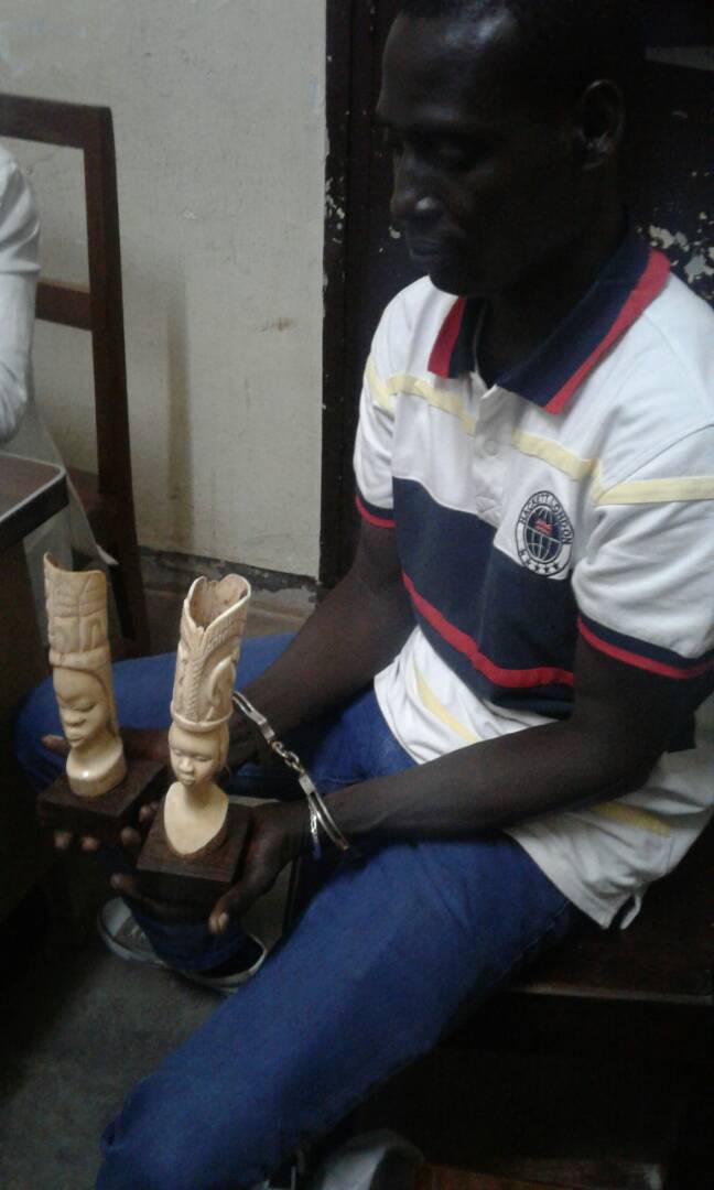 Cameroun: Un trafiquant d’ivoires arrêté à Yaoundé Cameroun: Un trafiquant d’ivoires arrêté à Yaoundé