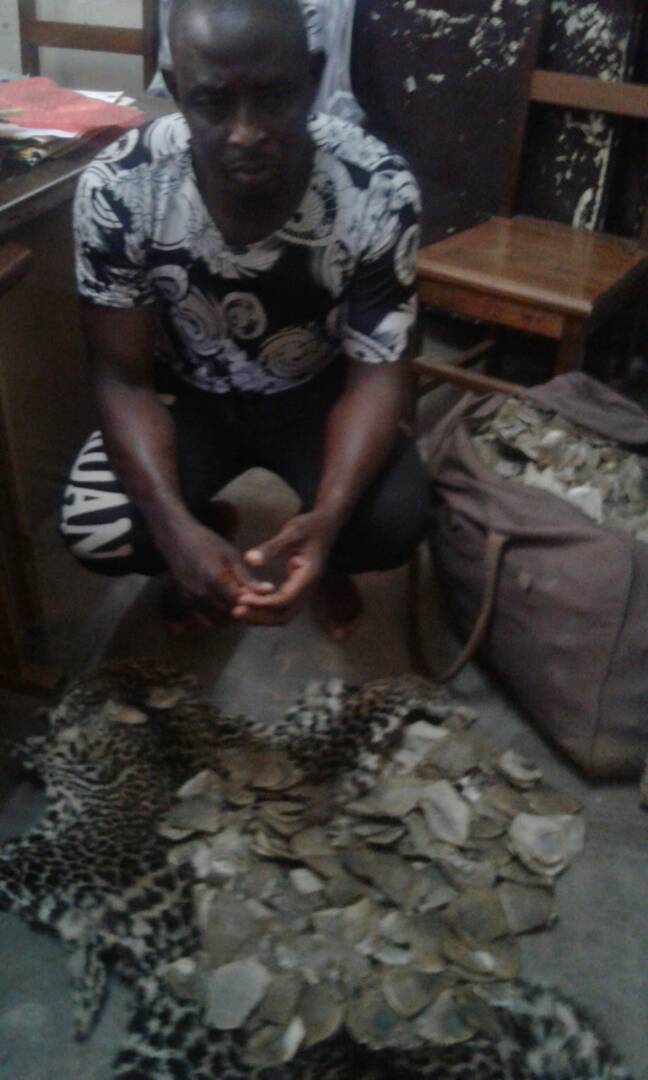 Cameroun : Un trafiquant faunique arrêté à Yaoundé Cameroun : Un trafiquant faunique arrêté à Yaoundé