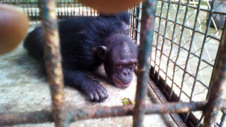Les chimpanzés sauvés ont reçu un espace au Limbe Wildlife Center.