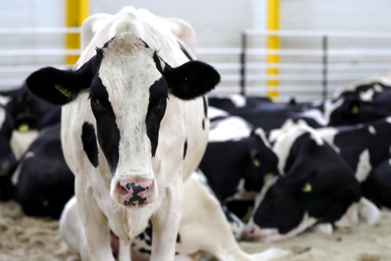 Un troupeau de vaches, transporté par avion depuis Budapest, arrivé à al-Khor au Qatar, le 12 juillet 2017 / © AFP / STRINGER