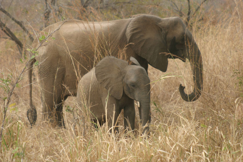 Les hippopotames et éléphants en voie d’extinction au Togo, le tourisme en pâti Les hippopotames et éléphants en voie d’extinction au Togo, le tourisme en pâti