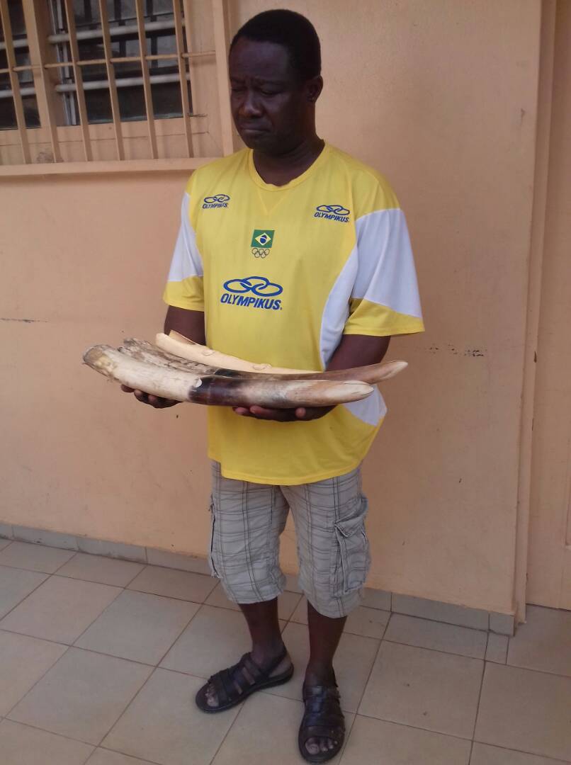 Un ex-marin arrêté en possession de 4 pointes d’ivoire dont un sculpté. Un ex-marin arrêté en possession de 4 pointes d’ivoire dont un sculpté.