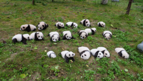 So Cute! 36 New-born Panda Cubs Debut in SW China