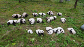 So Cute! 36 New-born Panda Cubs Debut in SW China So Cute! 36 New-born Panda Cubs Debut in SW China