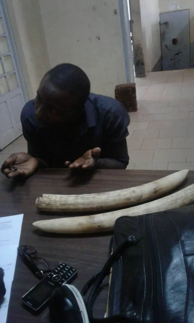 Un trafiquant d’ivoire au commissariat du 10ème arrondissement de la ville de Yaoundé.