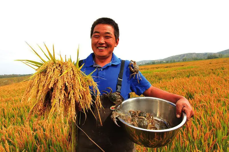 A farmer harvests rice and collects crabs in Hengshan district of the city of Yulin in northwest China’s Shaanxi Province. (Photo: Hengshan District People’s Government website)