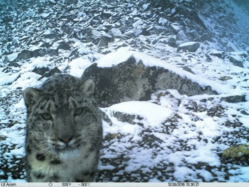 China’s largest-ever survey on snow leopards near completion China’s largest-ever survey on snow leopards near completion