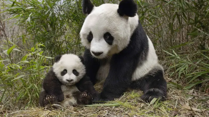 Commentary: China’s giant pandas bring more than joy to world