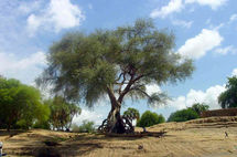 Tchad : Des dizaines d'hectares d'arbres détruits par des officiers de l'armée