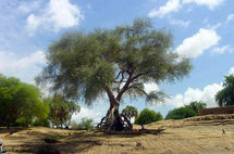 Tchad : Des dizaines d'hectares d'arbres détruits par des officiers de l'armée Tchad : Des dizaines d'hectares d'arbres détruits par des officiers de l'armée
