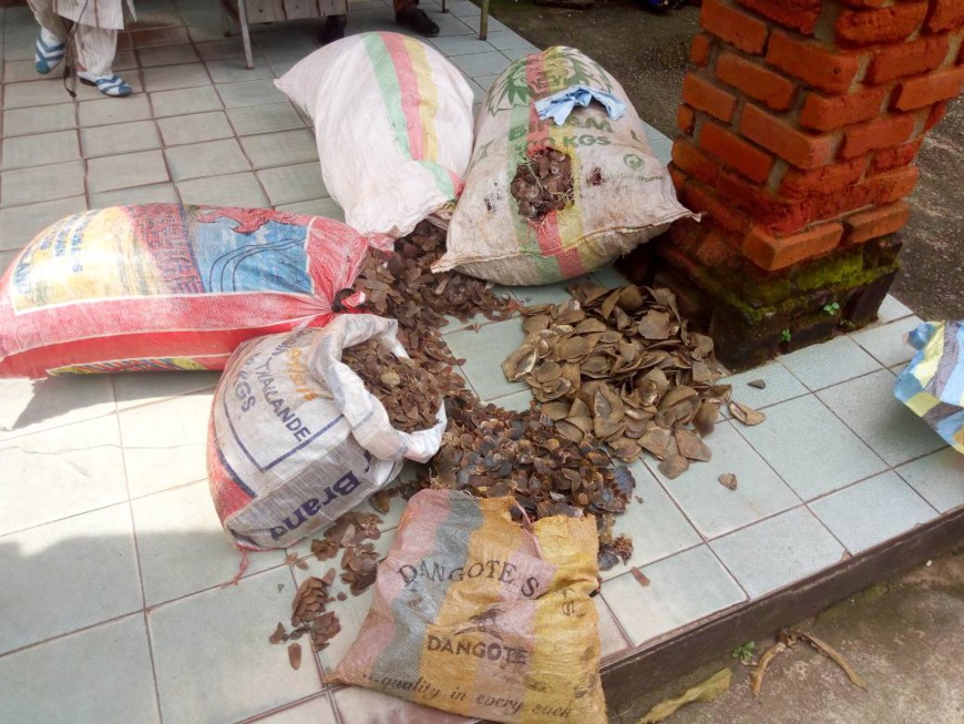 Il existe un lien étroit entre le trafic des écailles de pangolin et l’ivoire. Il existe un lien étroit entre le trafic des écailles de pangolin et l’ivoire.