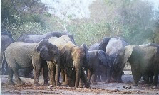 Tchad : Le Parc National de Zakouma met en vigueur une nouvelle réglementation