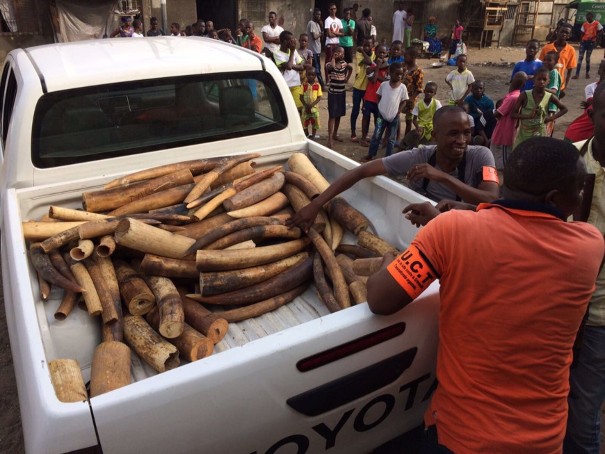Côte d’Ivoire/criminalité faunique : Un Vietnamien arrêté à Abidjan