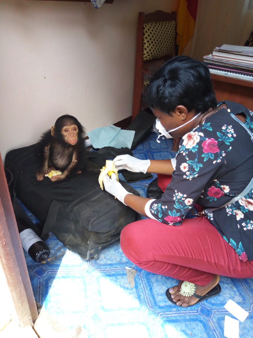 Le commerce illégal des bébés chimpanzés commence généralement par l’abattage de leurs mères.